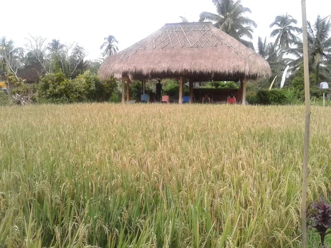 Thatched yoga pavilion beyond a rice field at Baliuma Retreats in Bali.